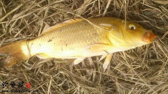 冬季黃金鯽魚的餌料及注意事項(xiàng)