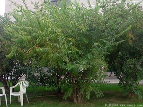 金銀,種植,注意事項(xiàng)