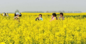 種植油菜花的注意事項,觀賞油菜花的注意事項,青海湖油菜花注意事項