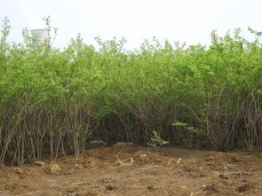 金銀木種植注意事項(xiàng)