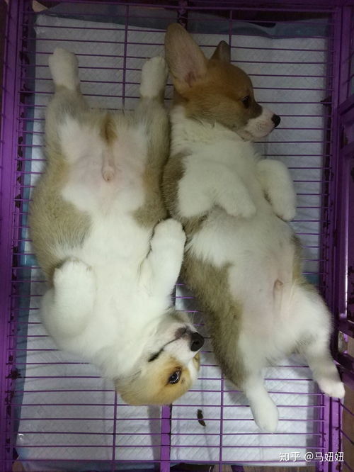 狗生寶寶前注意事項(xiàng)