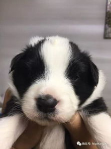 狗狗第一天到家注意事項(xiàng),狗狗剛買回家注意事項(xiàng),狗狗托運(yùn)到家注意事項(xiàng)