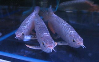 快遞龍魚注意事項(xiàng)