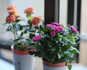 迷你玫瑰花種植方法和注意事項(xiàng),玫瑰花怎么種植方法和注意事項(xiàng),盆栽玫瑰花的養(yǎng)殖方法和注意事項(xiàng)