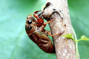 知了,注意事項(xiàng)