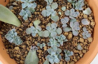 藍(lán)石蓮葉插注意事項(xiàng)