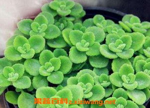 一抹香的繁殖方法和注意事項