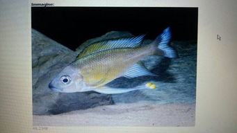 黃鰭鯧注意事項(xiàng)