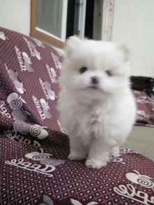 博美喂食注意事項