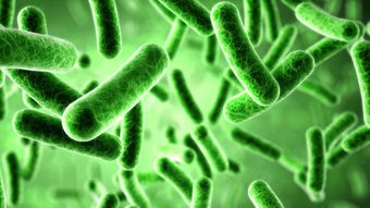 細菌代謝產(chǎn)物的檢測注意事項,細菌的人工培養(yǎng)實驗注意事項,細菌培養(yǎng)實驗注意事項