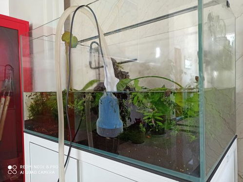 收納箱養(yǎng)魚(yú)注意事項(xiàng)