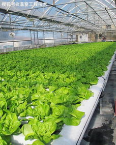 馬醉木水培注意事項(xiàng),春羽水培注意事項(xiàng),龜背竹水培方法和注意事項(xiàng)