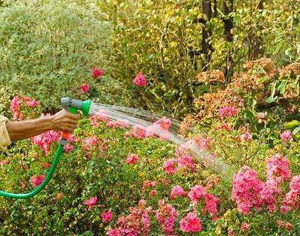 薔薇,種植,注意事項,室內(nèi)