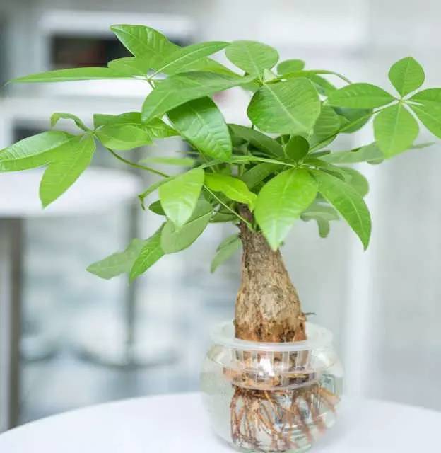 發(fā)財樹多肉怎么養(yǎng)殖方法和注意事項