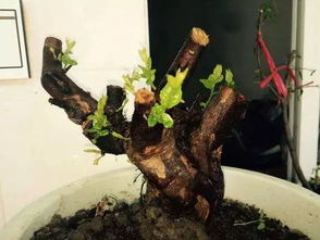 金豆下山樁種植注意事項(xiàng),臘梅下山樁種植注意事項(xiàng),樸樹下山樁怎么栽成活率高