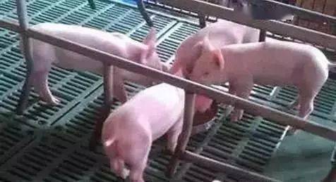 產(chǎn)房仔豬補(bǔ)料注意事項(xiàng)