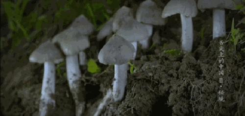 黑雞樅種植前景,種植黑雞樅是哪個(gè)月開始種,黑皮雞樅覆土注意事項(xiàng)