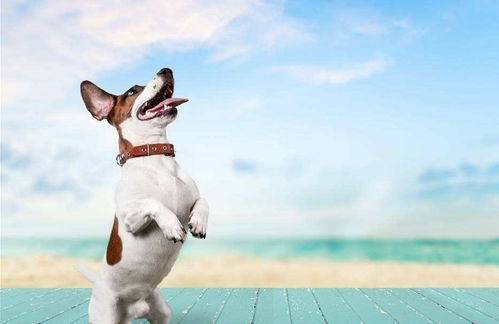 蘇州,注意事項(xiàng),買狗