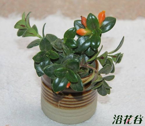 金魚吊蘭的養(yǎng)殖方法和和注意事項介紹