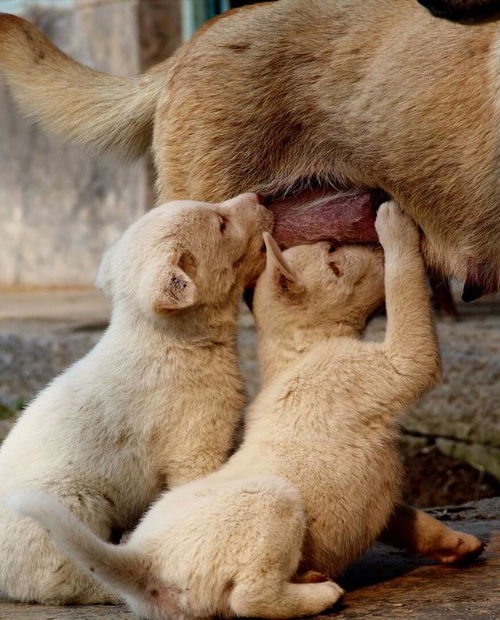 狗狗做了絕育注意事項(xiàng)