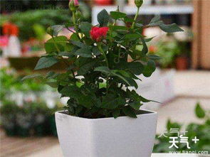 玫瑰花,注意事項