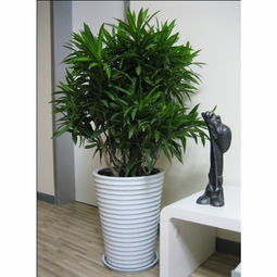 花卉移栽注意事項,花卉施肥注意事項,花卉運(yùn)輸注意事項