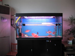 開新魚缸注意事項(xiàng),魚缸放維生素c注意事項(xiàng),田螺放魚缸注意事項(xiàng)