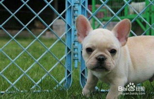 法斗犬養(yǎng)殖注意事項(xiàng),法斗養(yǎng)殖注意事項(xiàng),惡霸犬養(yǎng)殖注意事項(xiàng)