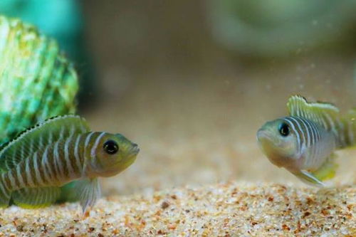 養(yǎng)馬鯛魚的注意事項