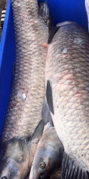 青魚,注意事項(xiàng)