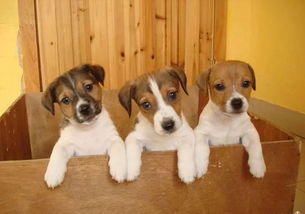 杰克羅素梗注意事項