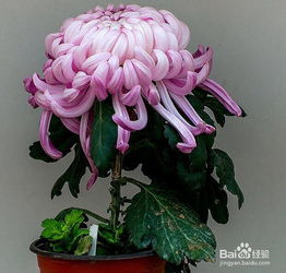 富貴菊的養(yǎng)殖方法和注意事項盆栽,富貴椰子的養(yǎng)殖方法和注意事項,富貴椰子樹的養(yǎng)殖方法和注意事項