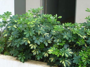 鴨掌木扦插注意事項