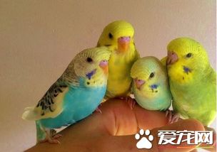 鸚鵡,注意事項(xiàng)