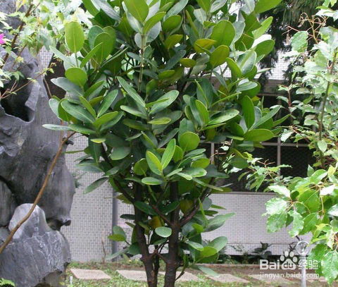 綠寶木怎么養(yǎng)殖方法和注意事項