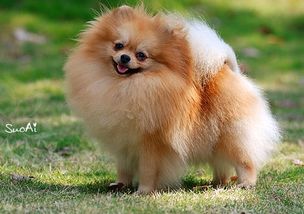 喂食,注意事項,博美