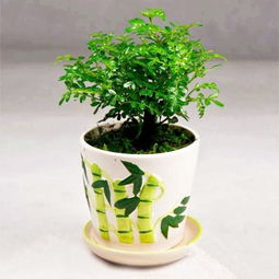 清香木換盆要注意事項