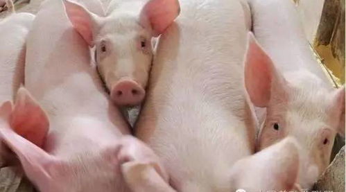 養(yǎng)豬的注意事項,秋季養(yǎng)豬注意事項,春季養(yǎng)豬注意事項