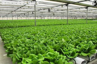 水培,注意事項(xiàng),蔬菜