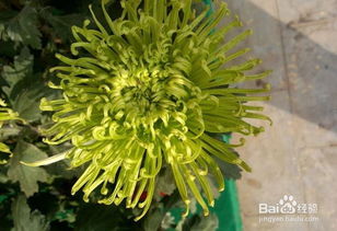 富貴菊的養(yǎng)殖方法和注意事項