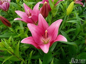 百合花怎么養(yǎng)百合花的養(yǎng)殖方法和注意事項(xiàng)