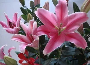 百合花,注意事項(xiàng)