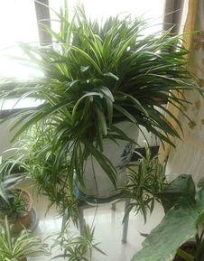 吊蘭的養(yǎng)殖方法和注意事項,千葉吊蘭的養(yǎng)殖方法和注意事項,金魚吊蘭的養(yǎng)殖方法和注意事項