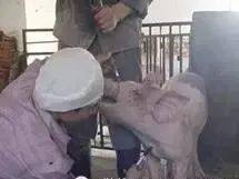 采集病料的注意事項