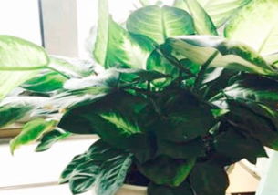 金邊,養(yǎng)殖,注意事項(xiàng),方法