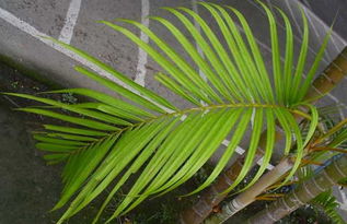 盆栽散尾葵的養(yǎng)殖方法和注意事項