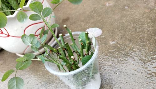 佛座蓮扦插注意事項(xiàng)