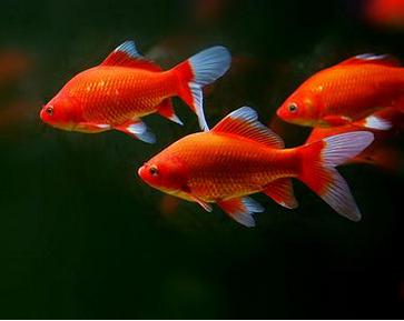 紅鯽魚(yú)的養(yǎng)殖方法和注意事項(xiàng),魚(yú)缸養(yǎng)紅鯽魚(yú)注意事項(xiàng),鯽魚(yú)的養(yǎng)殖方法和注意事項(xiàng)