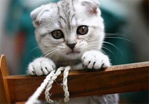 折耳貓飲食注意事項(xiàng)