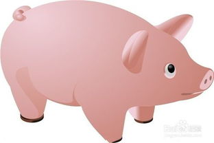 養(yǎng)豬,注意事項